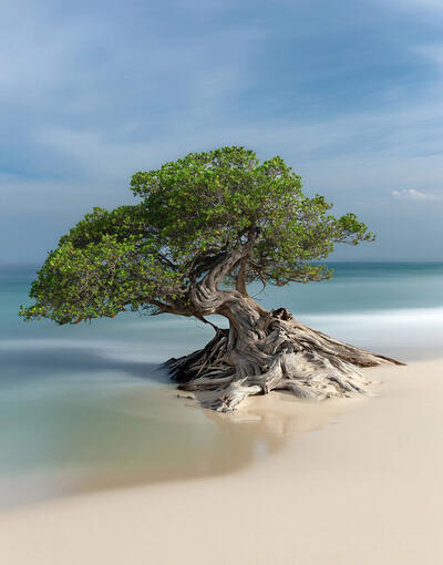 Fofoti tree