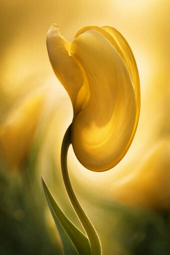 Abstract Yellow