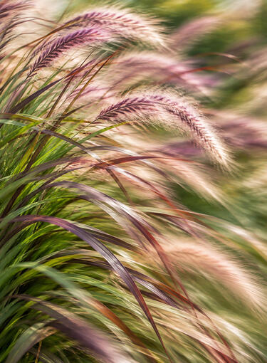 Beach Grass Beach Grass
