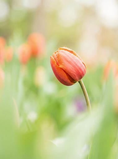 Signs of spring