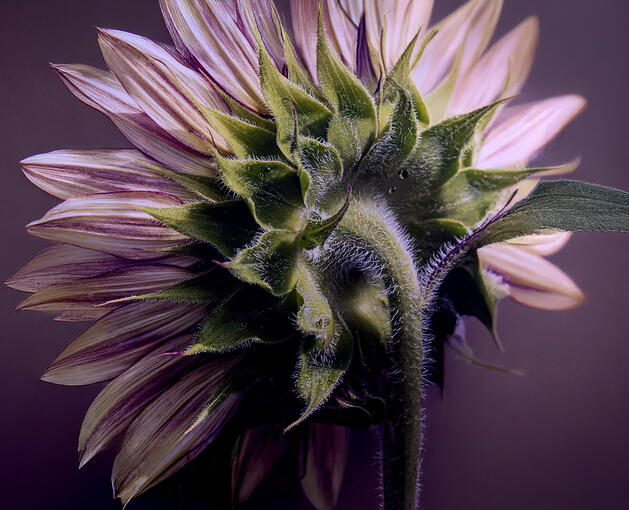 Purple Sunflower Purple Sunflower