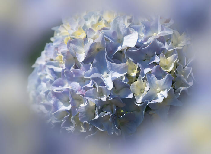 Soft Purple Hydrangea Soft Purple Hydrangea