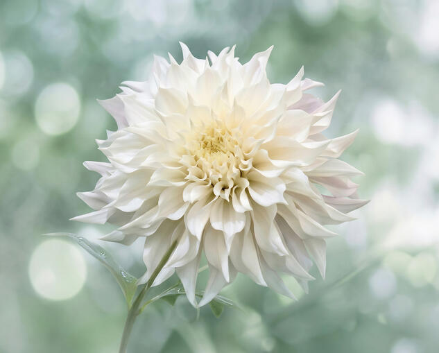 Dahlia