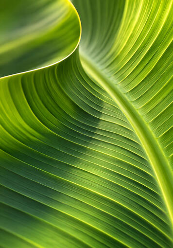Banana Leaf
