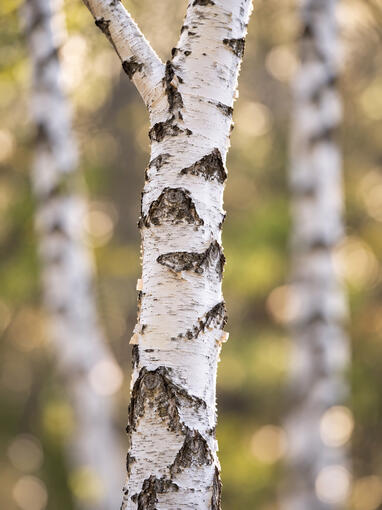 Birch Tree Birch Tree