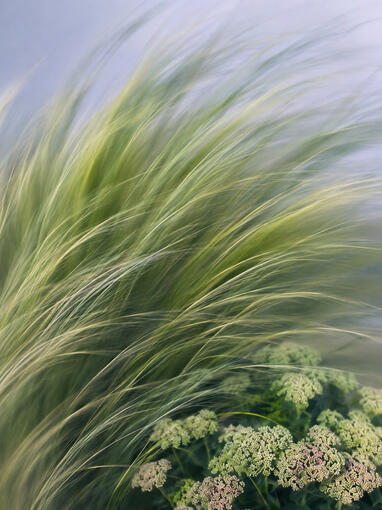 Beach Grass Beach Grass