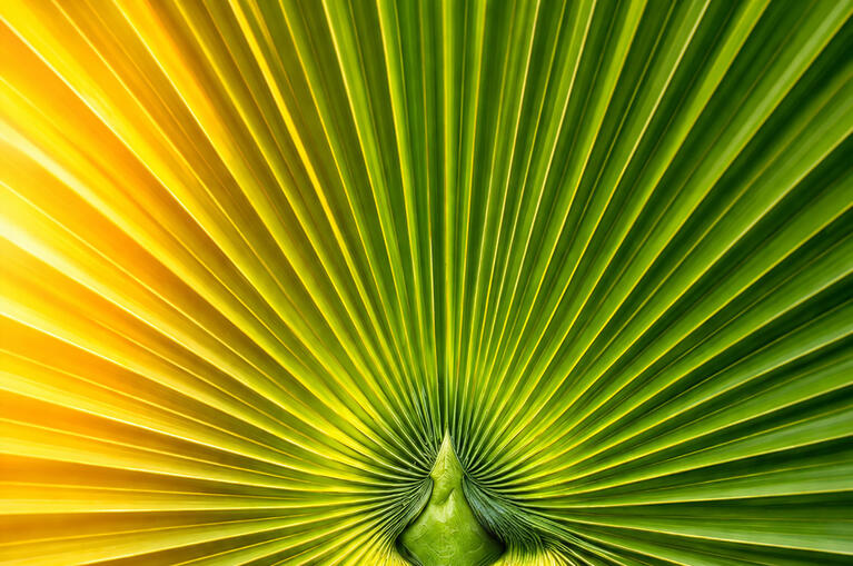 Palm