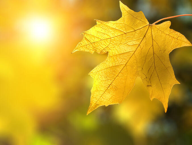 Fall